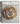 Einkorn: Recipes for Nature's Original Wheat (Spiral Bound)