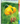 Adventure Quick Guides Wildflowers of the Pacific Northwest: Your Way to Easily Identify Wildflowers, (Spiral-Bound)