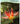 Wildflowers of Northern California: Your Way to Easily Identify Wildflowers -- George Oxford Miller