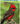 Birds of the Southwest: Your Way to Easily Identify Backyard Birds