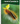 Adventure Quick Guides Caterpillars of North America: Easily Identify 90 Common Butterflies and Moths, (Spiral-Bound)