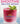 The Smoothie Recipe Book: 150 Smoothie Recipes Including Smoothies for Weight Loss and Smoothies for Optimum Health