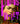 Furious Violet