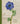 The Pressed Flower Handbook: Simple Methods for Connecting with Nature and Preserving the Beauty of the Garden Through the Seasons - Grow, Gather, Press,