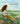 Pioneer Girl