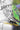 Parrot Coloring Pages: Beautiful Parrots Drawings for Kids and for Adults Relaxation