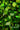 fief 01