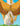 Pegasus