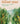 The Forest Year: Finding Hope in a World Worth Saving