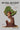 ጭንብል ዘአናብስት
